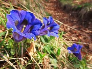 33 Gentiana Clusii (Genziana di Clusius)